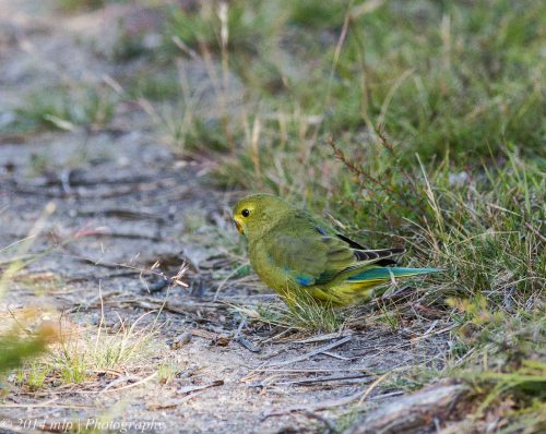 Blue Winged Parrot, Bunyip State Forest, Victoria - 27 Dec, 2014