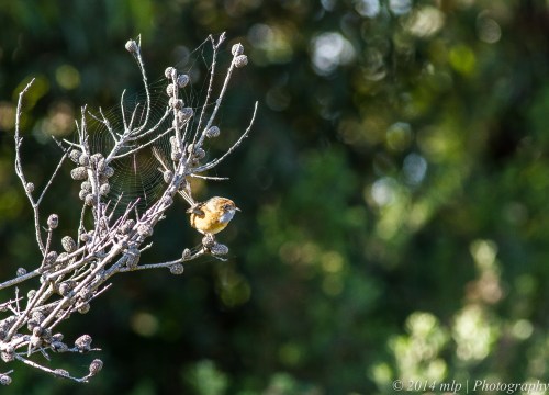 Southern Emu Wren along Shipwreck Creek to Seal Creek trail