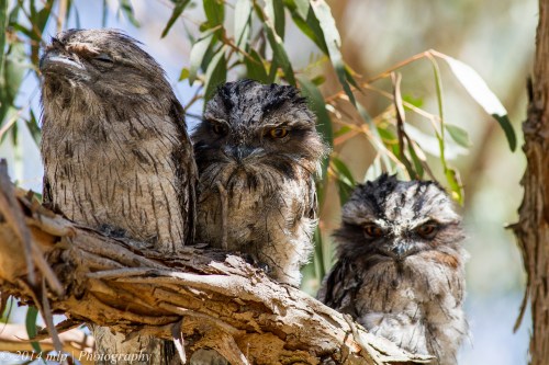 Frogmouth family Braeside Park Dec 2014