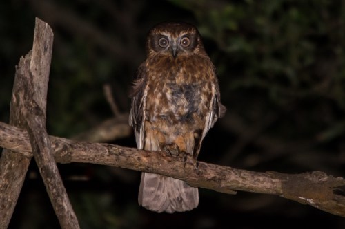 John Van Doorn - Bookbook, Gembrooke, Victoria, 27 Dec 2014