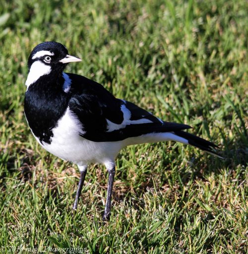 Male Magpie-Lark, Elwood, Vic -  3 Sep 2014