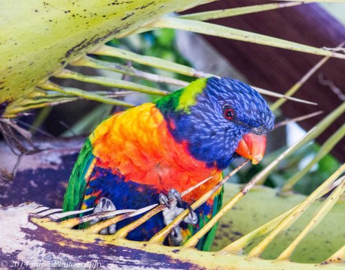 Rainbow Lorikeet, Elwood, Vic -  17 Oct 2014