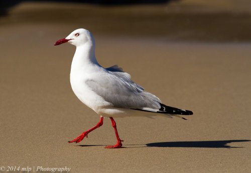 Silver Gull Bastian Pt Mallacoota Dec 2014