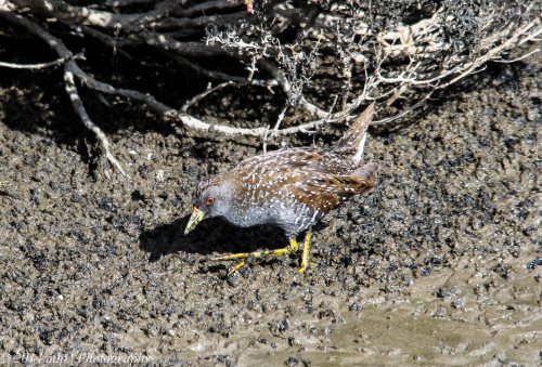 Spotted Crake, Western Treatment Plant, Weribee, Victoria - 22 Aug, 2014