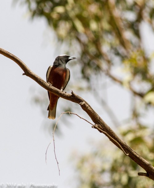 White Browed Woodswallow Mangalore Dec 2014
