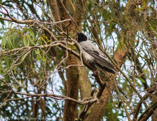 Black Faced Cuckoo-Shrike