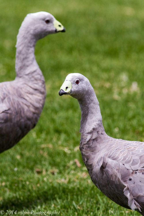 Cape Barren Goose III
