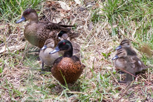Chestnut Teal family, Elster Creek, Elwood, Vic -  5 Jan 2014