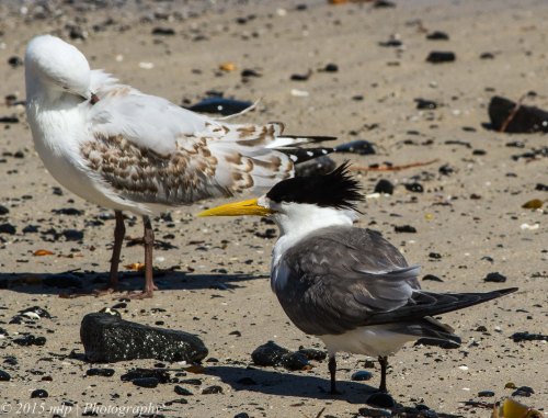 Crested Tern & Silver Gull