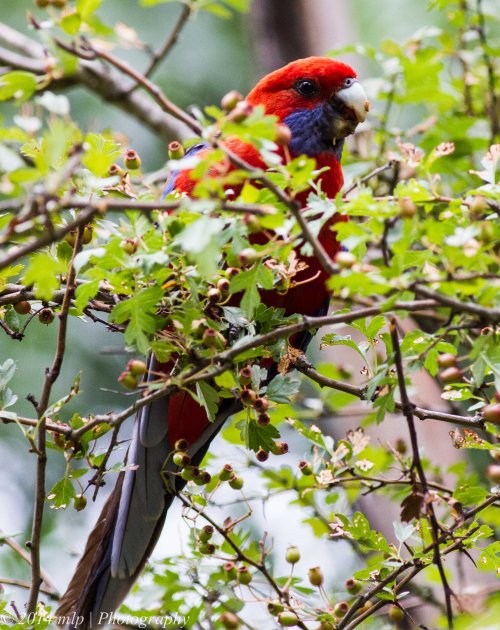 Crimson Rosella