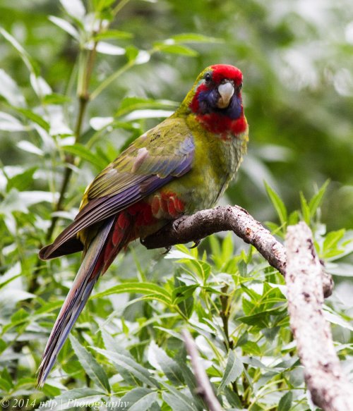 Juvenile Crimson Rosella