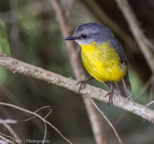 Eastern Yellow Robin