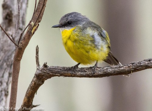 Eastern Yellow Robin II