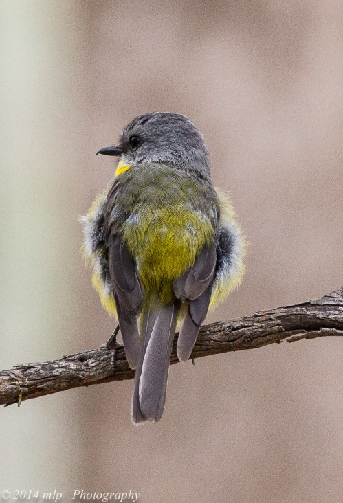 Eastern Yellow Robin