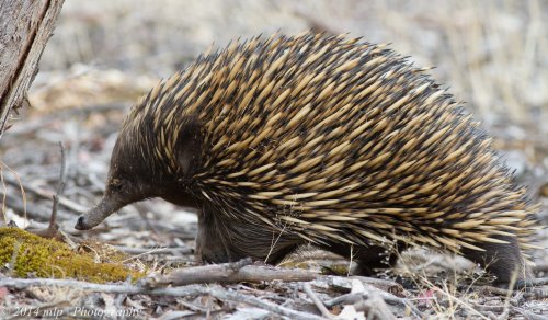 Echidna