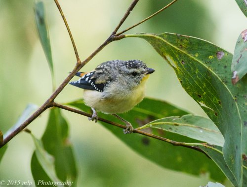Female Spotted Pardalote II
