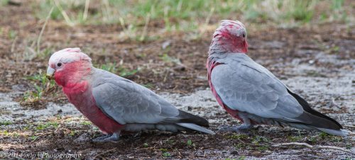 Galahs