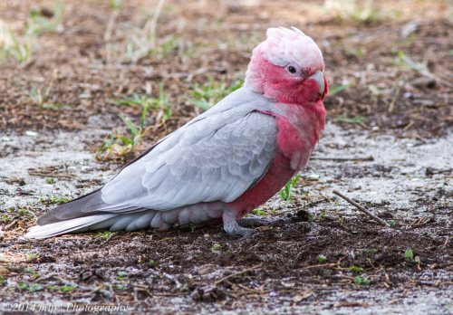 Galah II