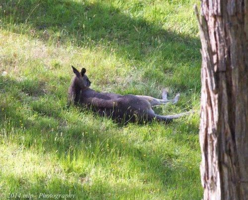 Grey Roo , Greens Bush, Vic 2 Jan 2014