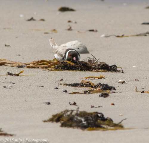 Hooded Plover - keeping low and facing into a string wind