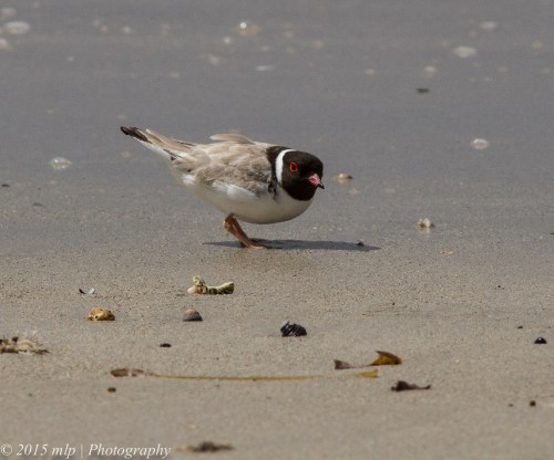 Keeping low into the wind and catching anything that the waves bring in..
