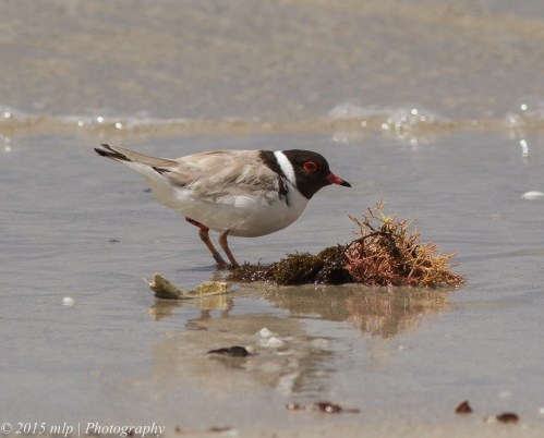 Hooded Plover
