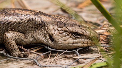 JVD Blue Tongue - II