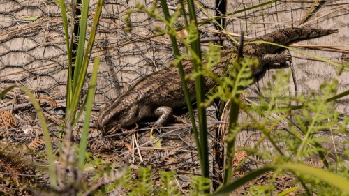 John Van Doorn's Blue Tongue Lizard at Rhyll Inlet, Phillip Island, Vic 30 Dec 2014