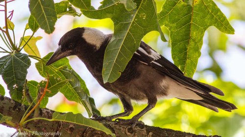 Juvenile Magpie, Elwood Flame Tree, Vic -  5 Jan 2014