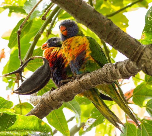 Juvenile Rainbow Lorikeets, Elwood Flame Tree, Vic -  5 Jan 2014