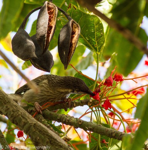 Juvenile Red Wattle Bird, Flame Tree, Elwood, Vic  - 5 Jan 2014
