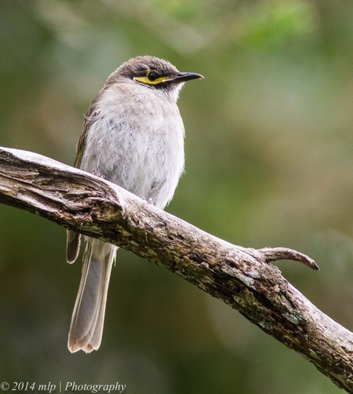 Juvenile Yellow Faced Honeyeater