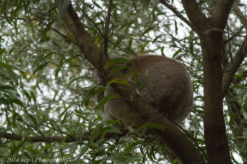 Koala , Greens Bush, Vic 1 Jan 2014_