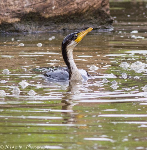 Little Pied Cormorant