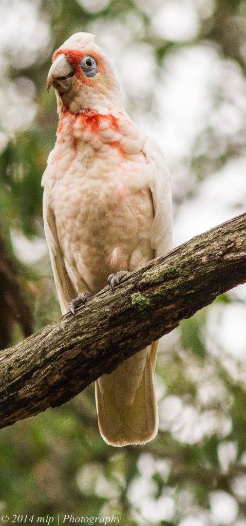 Long Billed Corella