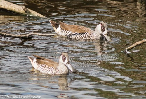 Pink Eared Duck II