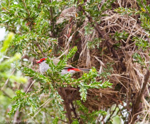 Red Browed Finch at the nest