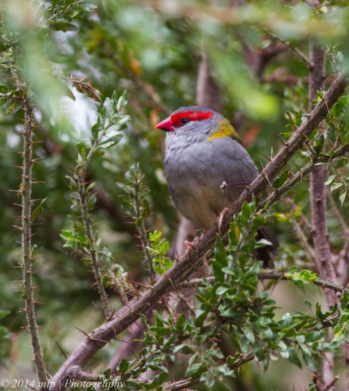 Red Browed Finch Lookout