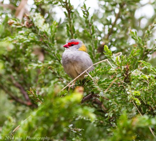 Red Browed Finch with a piece of nesting material checking that it is safe to return to the nest site