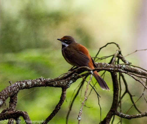 Rufous Fantail , Greens Bush, Vic 1 Jan 2014
