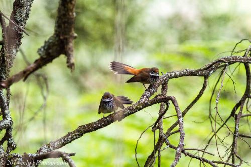 Rufous Fantail III