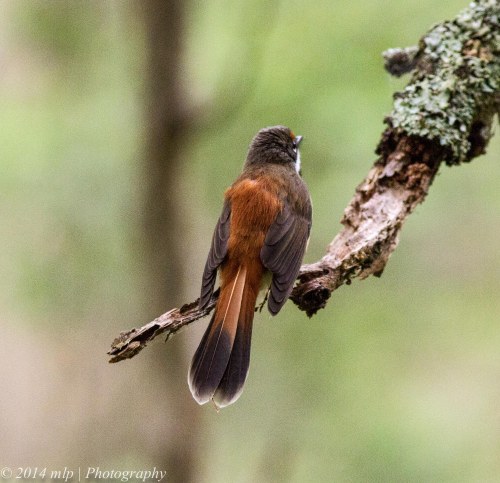Rufous Fantail IV - showing the beautiful colouring on the back