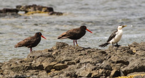 Sooty Oystercatchers and a Little Pied Cormorant