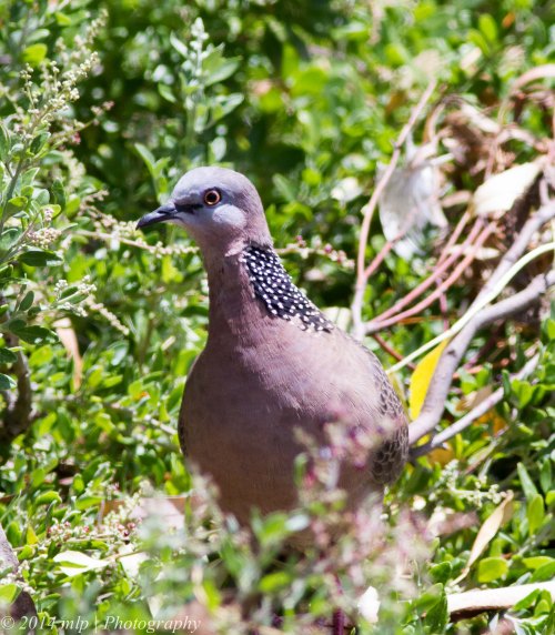 Spotted Dove