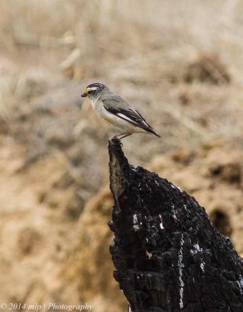 Striated Pardalote