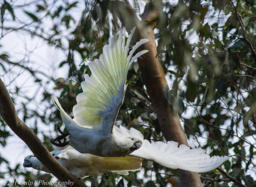 Sulphur Crested Cockatoos II