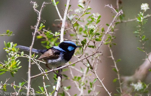 always a favourite to try and photograph - Superb Fairy Wren, Greens Bush, Vic 1 Jan 2014
