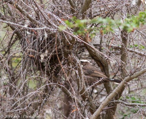 A Babbler helping build a new nest in a spiny thicket about 2 metres off the ground