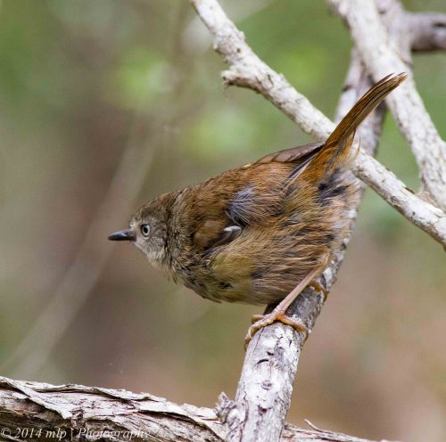 White Browed Scrubwren II
