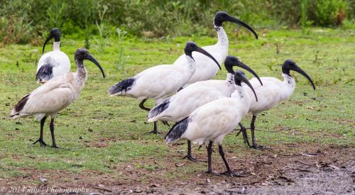Australian White Ibis